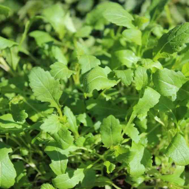 Arugula Seeds - Wasabi - Alliance of Native Seedkeepers - Vegetable Seeds