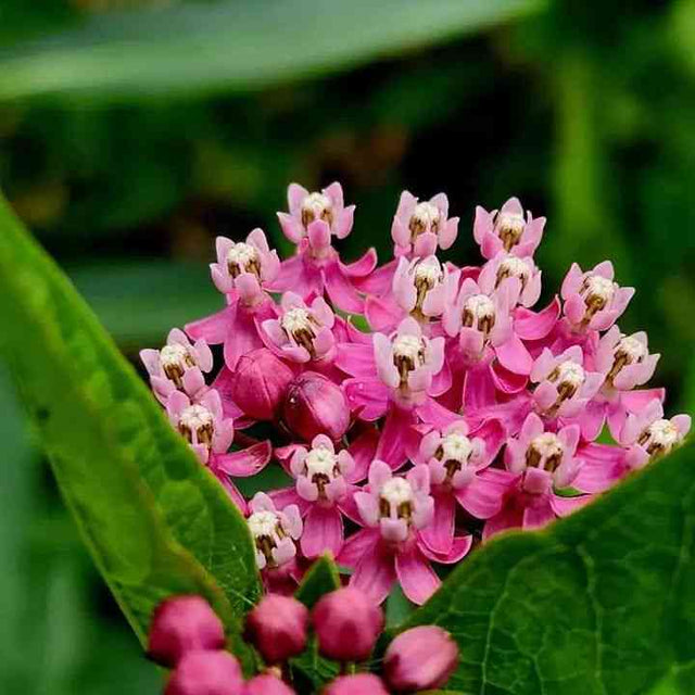 Pale Violet Red Asclepias Seeds - Red Swamp Milkweed Alliance Of Native Seedkeepers Flower Seeds