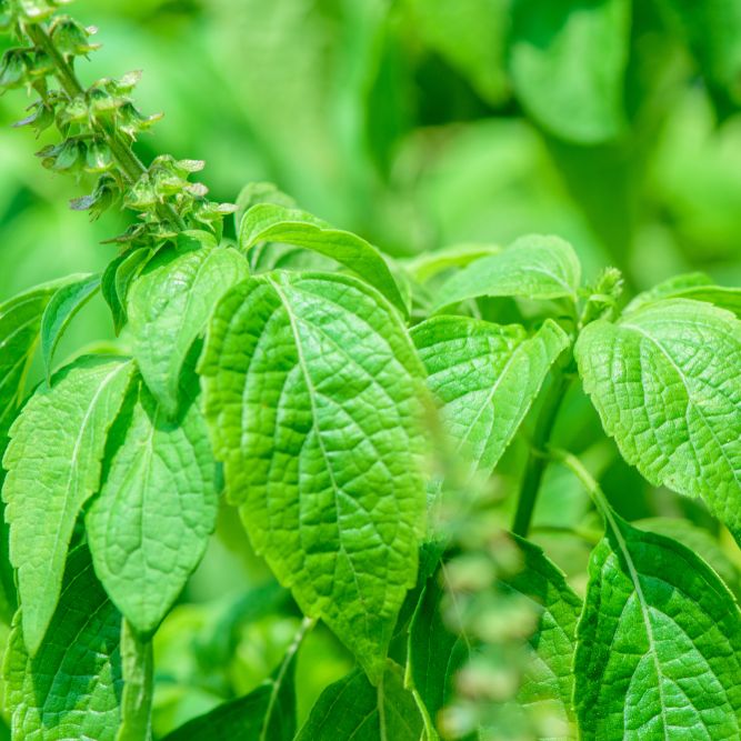 Basil Seeds - Clove Scented - Alliance of Native Seedkeepers - Herb Seeds