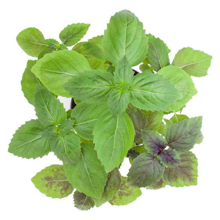 Corsican Basil