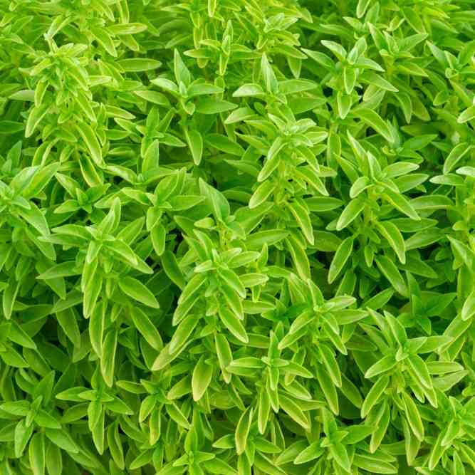 Fino Verde Basil