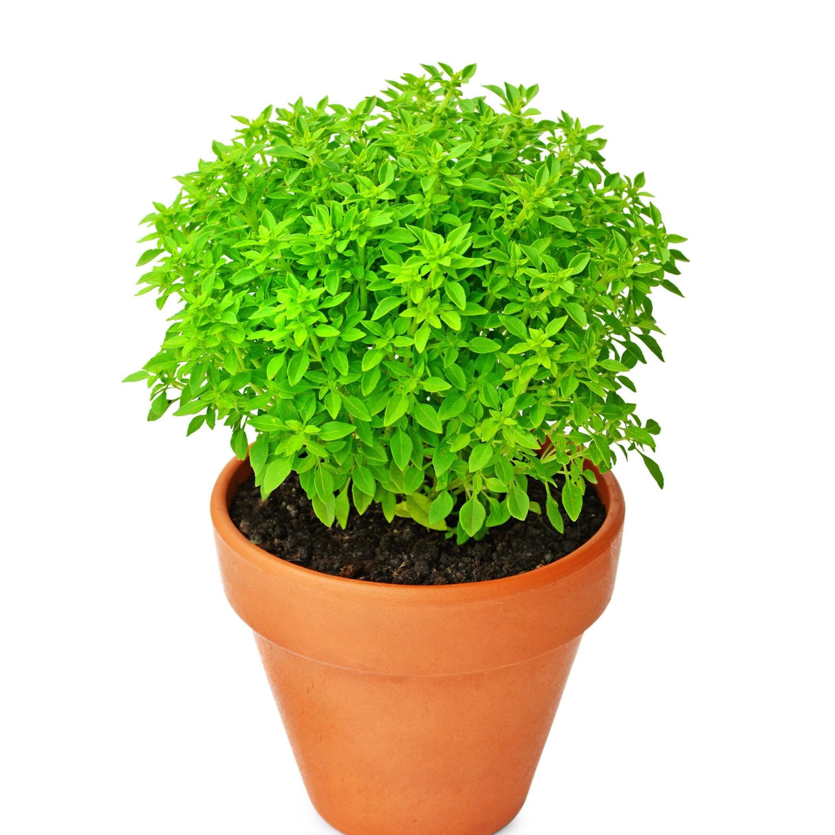 Basil Seeds - Piccolino Dwarf Greek - Alliance of Native Seedkeepers - Herb Seeds