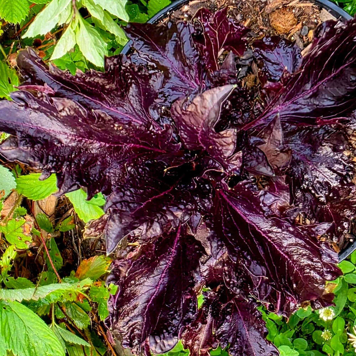Purple Ruffles
