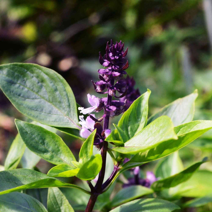 Sweet Thai Large Leaf Basil Seeds