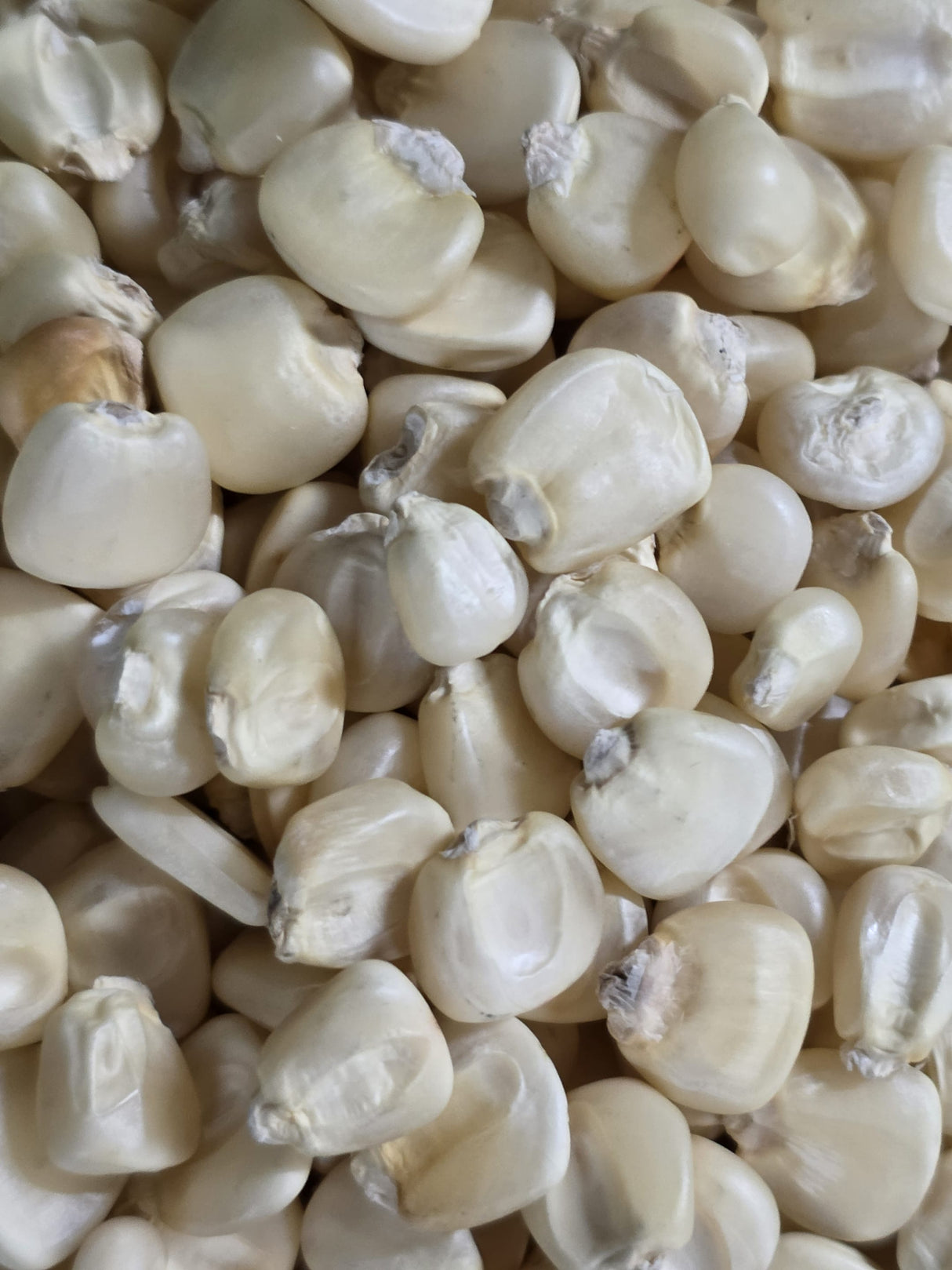 Corn Seeds - Dent - Hickory King White