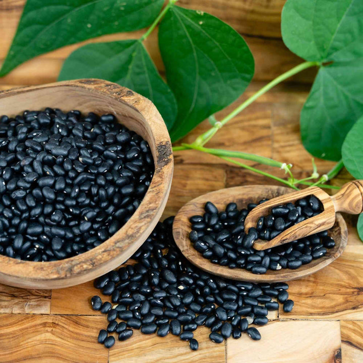 Midnight Black Turtle Bush Dry Bean