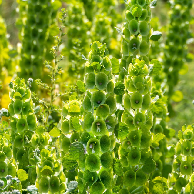 Bells of Ireland Seeds - Alliance of Native Seedkeepers - Flower Seeds