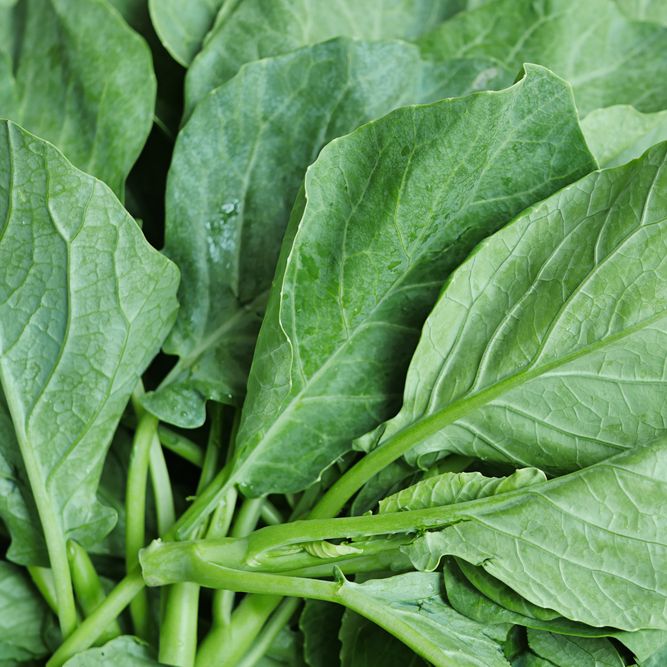 Broccoli Seeds - Chinese Broccoli - Kailan - Alliance of Native Seedkeepers -