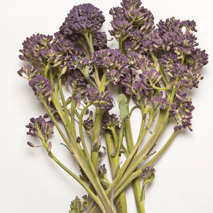 Early Purple Sprouting