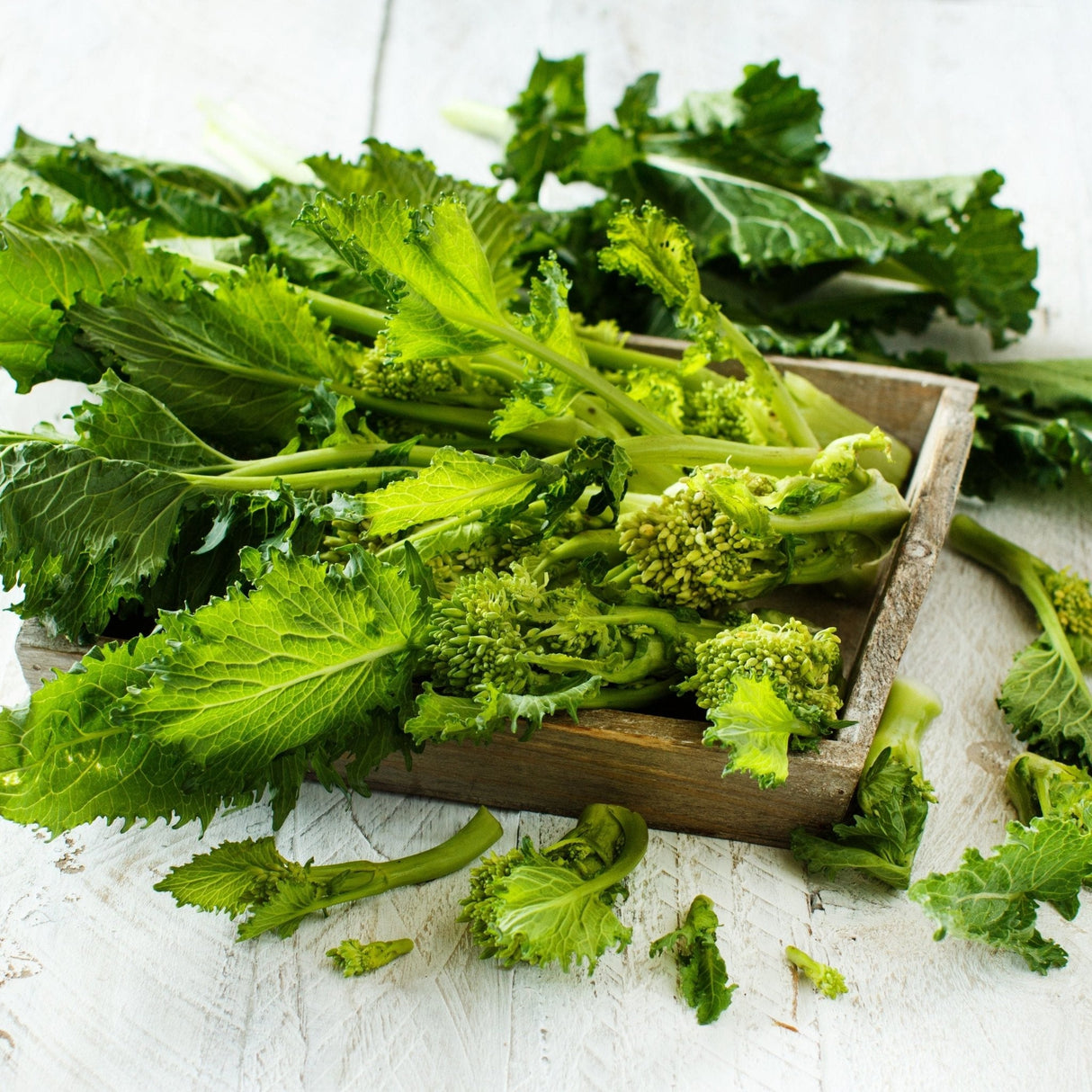 Broccoli Seeds - Rabe Spring Rapini - Alliance of Native Seedkeepers - Vegetable Seeds