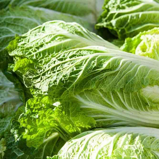 Cabbage Seeds - Chinese - Aichi - Alliance of Native Seedkeepers -