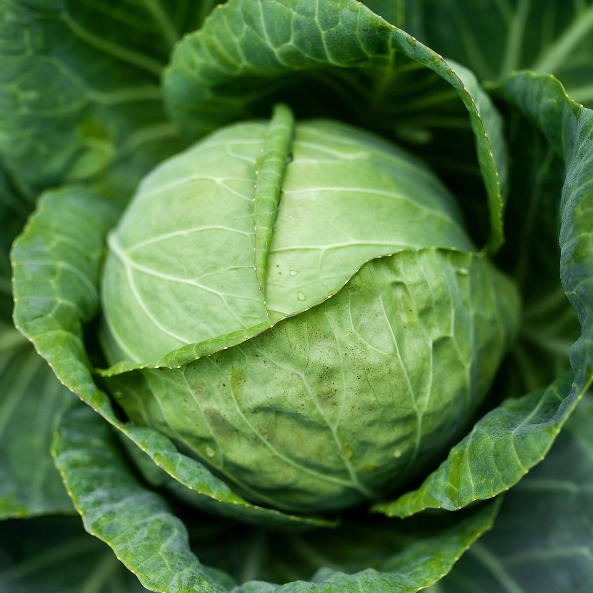 Cabbage Seeds - Danish Ballhead - Alliance of Native Seedkeepers - Vegetable Seeds