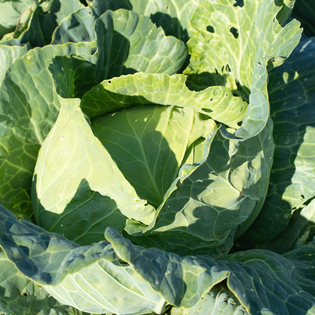 Cabbage Seeds - Golden Acre - Alliance of Native Seedkeepers - Vegetable Seeds
