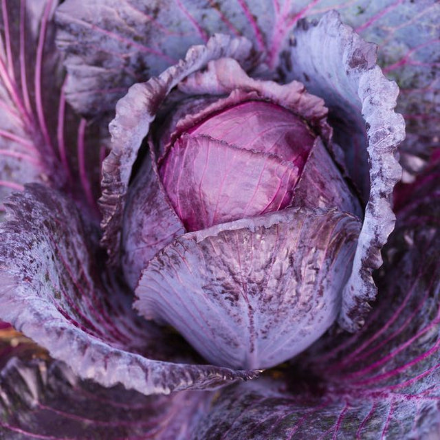 Cabbage Seeds - Mammoth Red Rock - Alliance of Native Seedkeepers - Vegetable Seeds