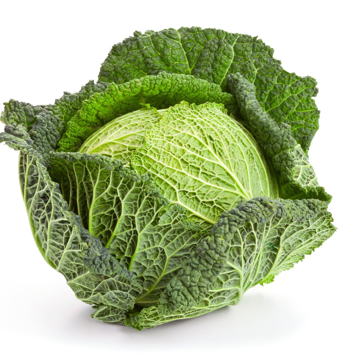 Cabbage Seeds - Savoy Perfection - Alliance of Native Seedkeepers - Vegetable Seeds