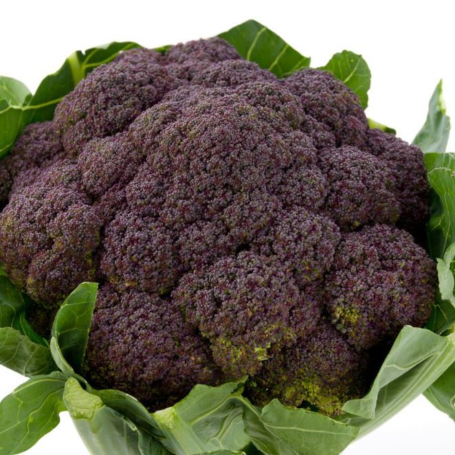 Cauliflower Seeds - Violet Queen - Alliance of Native Seedkeepers -