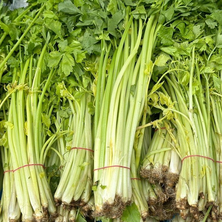 Celery Seeds - Chinese Light Green - Alliance of Native Seedkeepers -