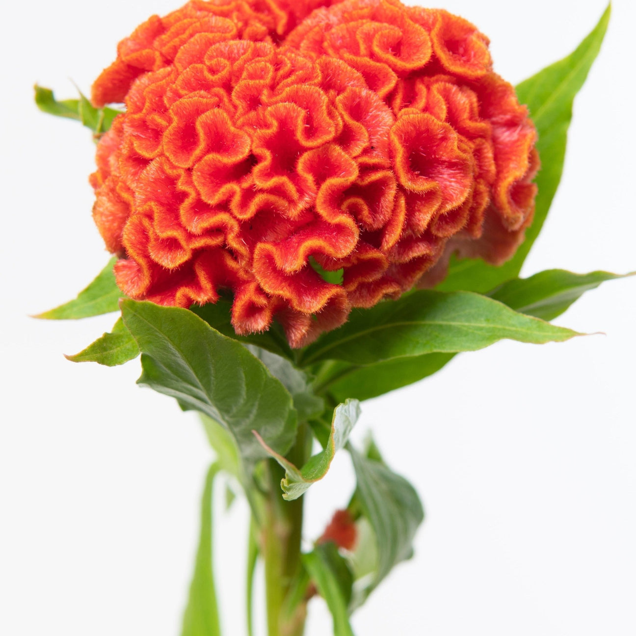 Celosia Seeds - Chief Persimmon - Alliance of Native Seedkeepers - Flower Seeds