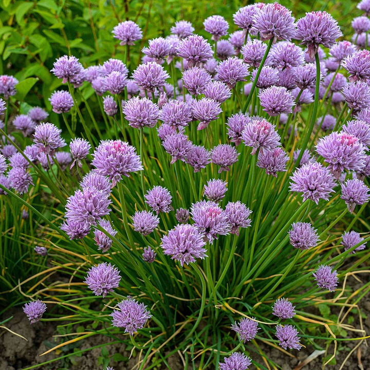 Allium Schoenoprasum Chives