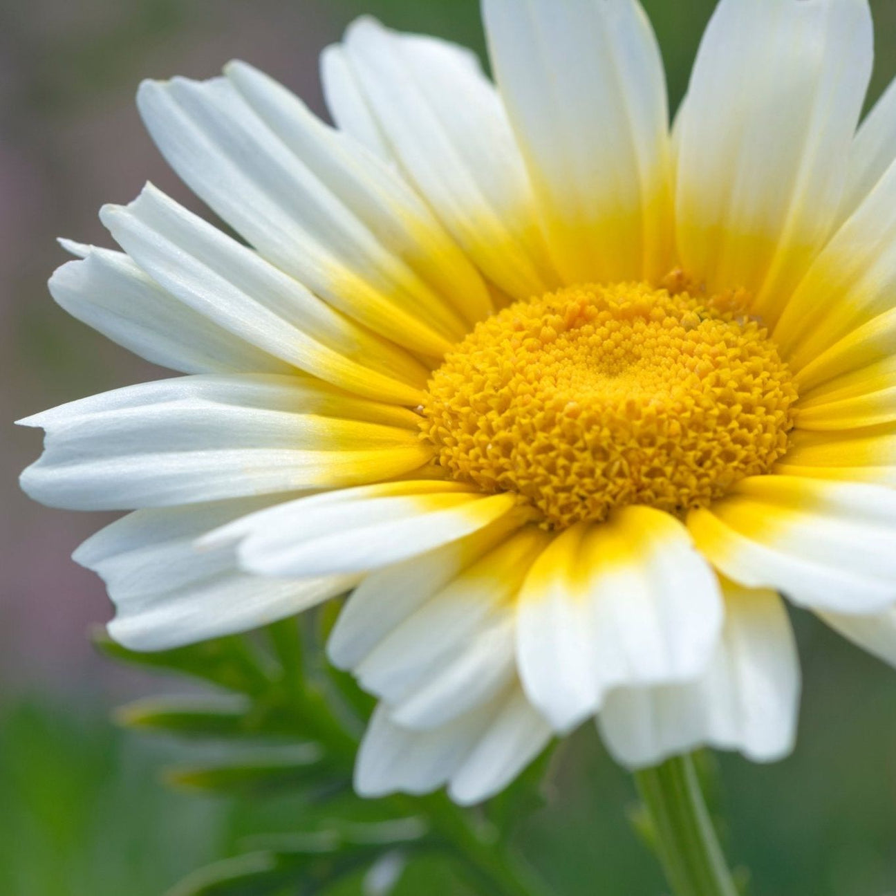 Chrysanthemum Seeds - Garland Tong Ho Daisy - Alliance of Native Seedkeepers - Flower Seeds