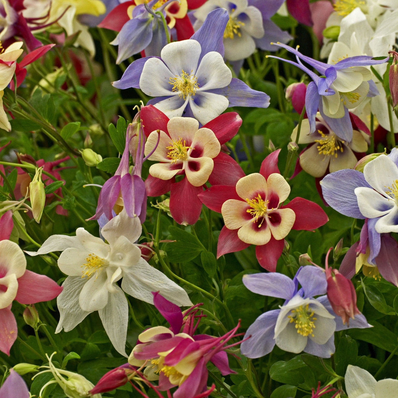 Columbine Seeds - Giant McKana Mix - Alliance of Native Seedkeepers - Flower Seeds