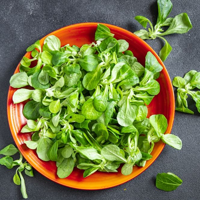 Corn Salad (Mache) Seeds - Dutch Broad Leaved - Alliance of Native Seedkeepers - Vegetable Seeds