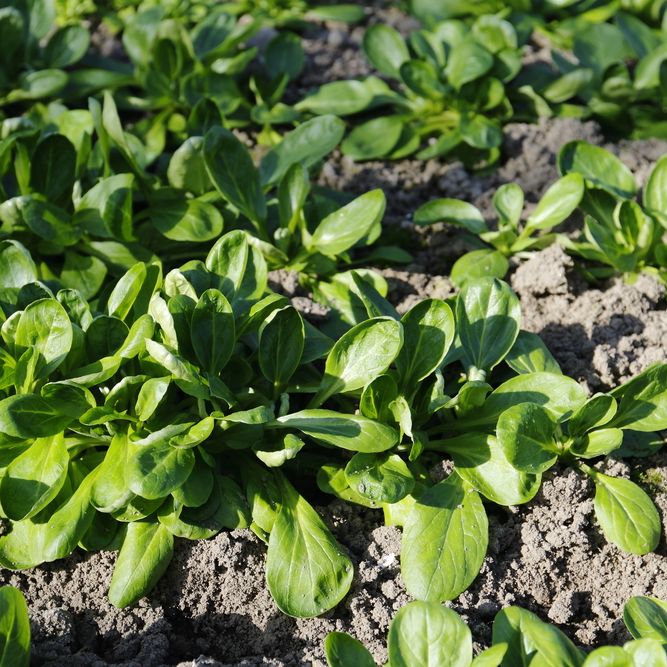 Corn Salad (Mache) Seeds - Dutch Broad Leaved - Alliance of Native Seedkeepers - Vegetable Seeds