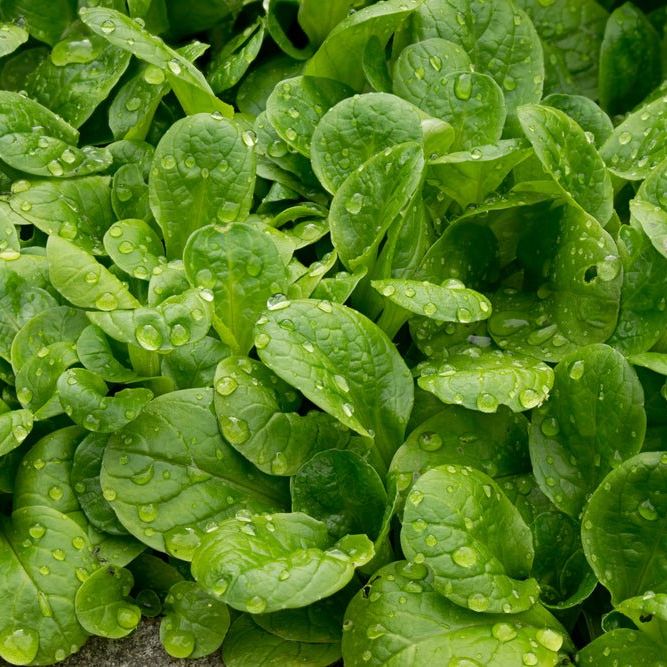 Corn Salad (Mâche) – Vit - Alliance of Native Seedkeepers -