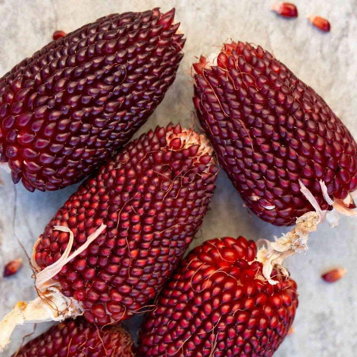 Red Strawberry Popcorn Seeds