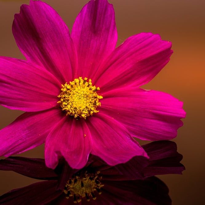 Cosmos Seeds - Dazzler - Alliance of Native Seedkeepers -