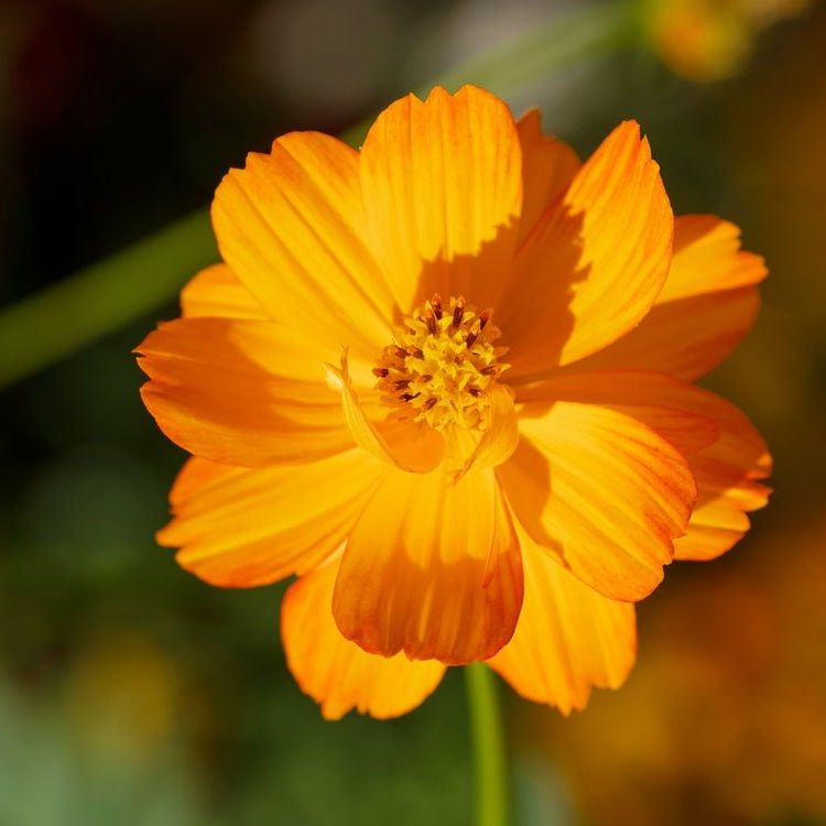 Cosmos Seeds - Dwarf Orange - Alliance of Native Seedkeepers -