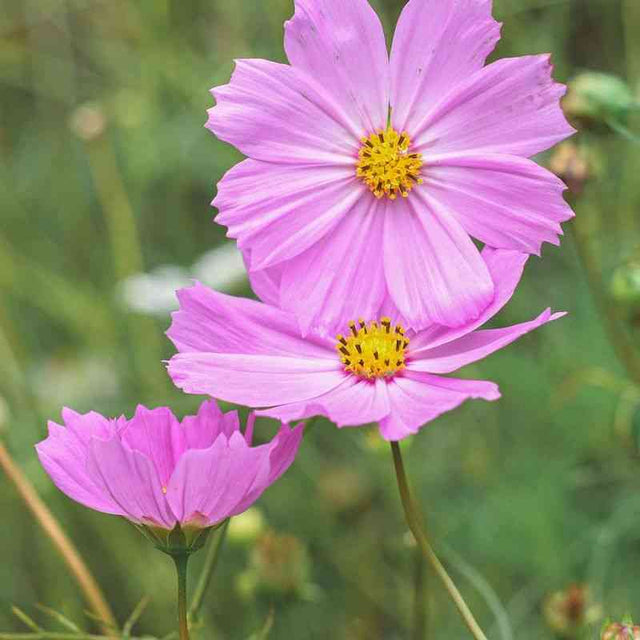Cosmos Seeds - Pinkie - Alliance of Native Seedkeepers -