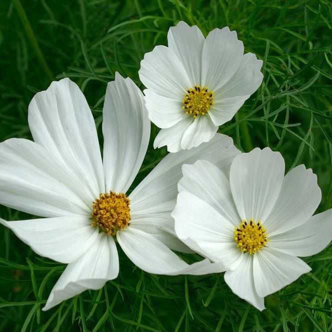 Cosmos Seeds - Purity - Alliance of Native Seedkeepers -