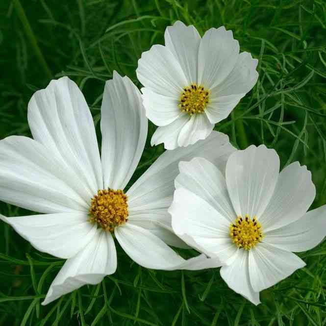 Purity Cosmos Seeds