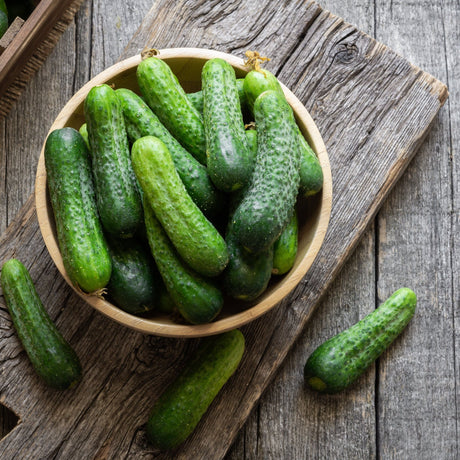 Dark Slate Gray Cucumber Seeds -  Bush - Pickling Alliance Of Native Seedkeepers Vegetable Seeds
