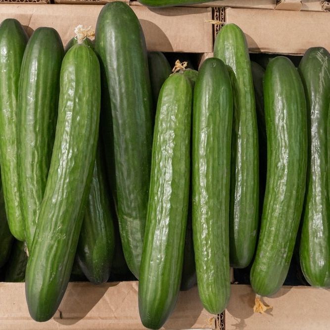 Cucumber Seeds - English Telegraph - Alliance of Native Seedkeepers - Vegetable Seeds