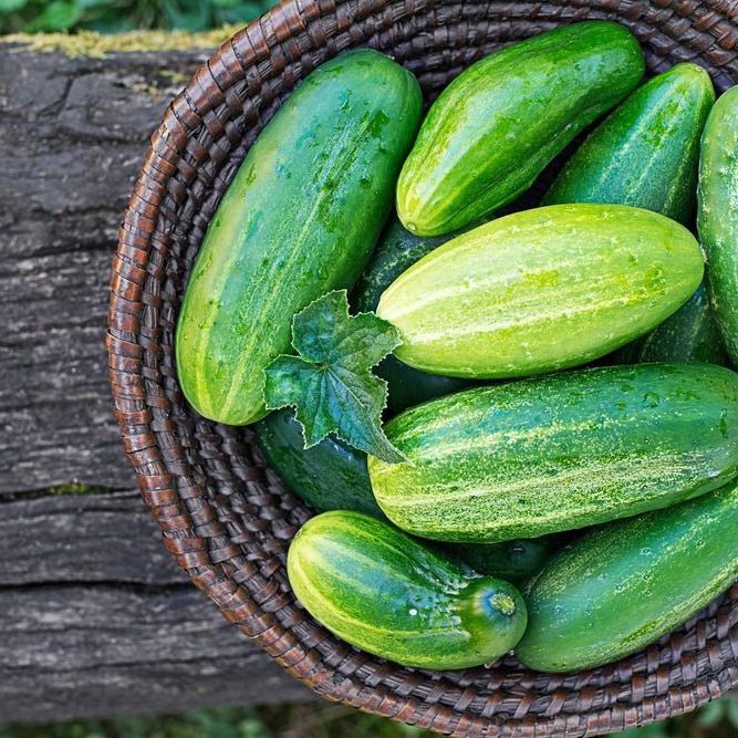 Cucumber Seeds - H - 19 Little Leaf - Alliance of Native Seedkeepers - Vegetable Seeds