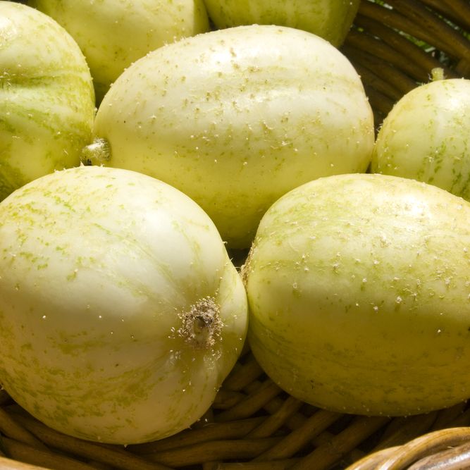 Cucumber Seeds - Vining - Crystal Apple - Alliance of Native Seedkeepers - Vegetable Seeds