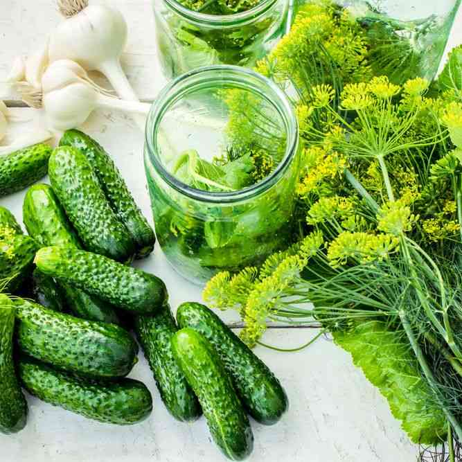 Homemade Pickles Pickling cucumber Seeds