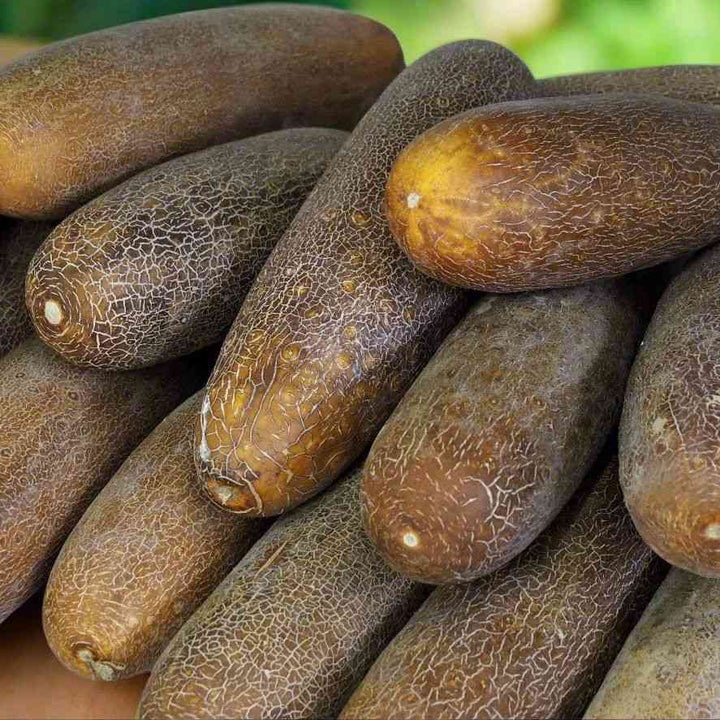 Cucumber Seeds - Vining - Russische Gurke