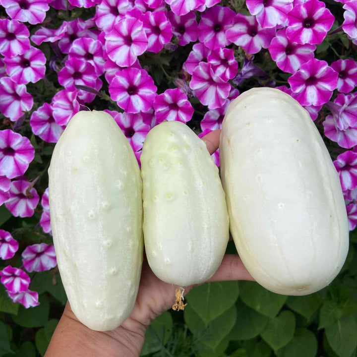 White Wonder Cucumber Seeds