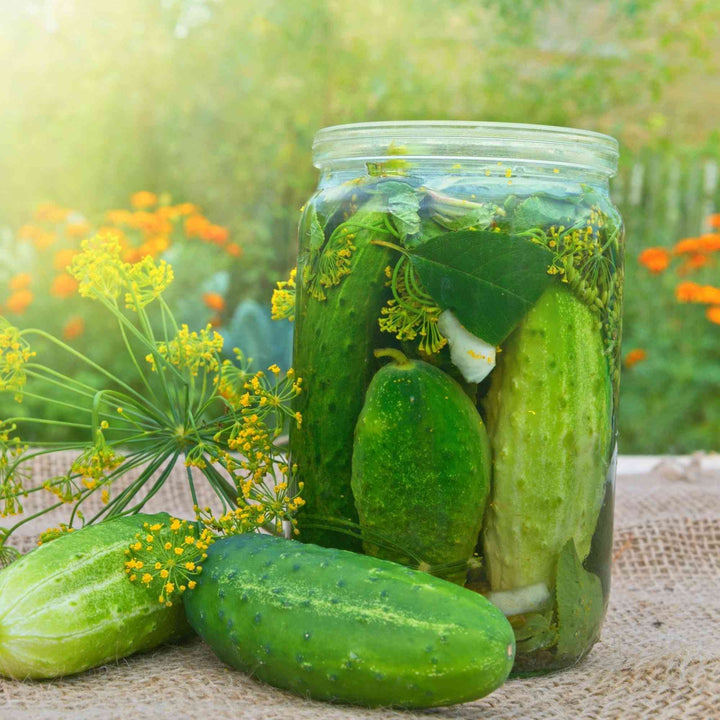 Wisconsin SMR Cucumber Seeds