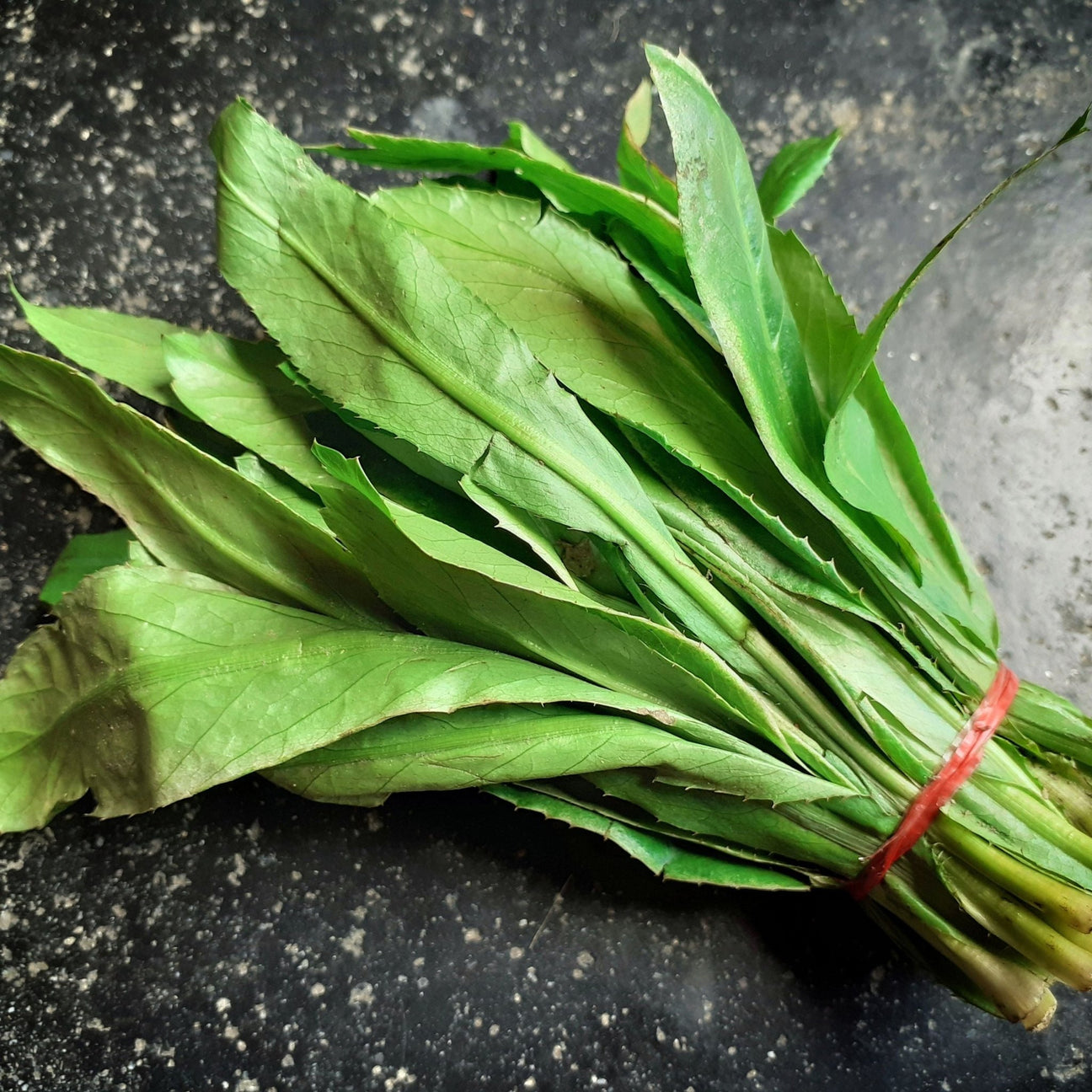 Culantro Seeds - Vining - Ngo Gai - Alliance of Native Seedkeepers - Vegetable Seeds