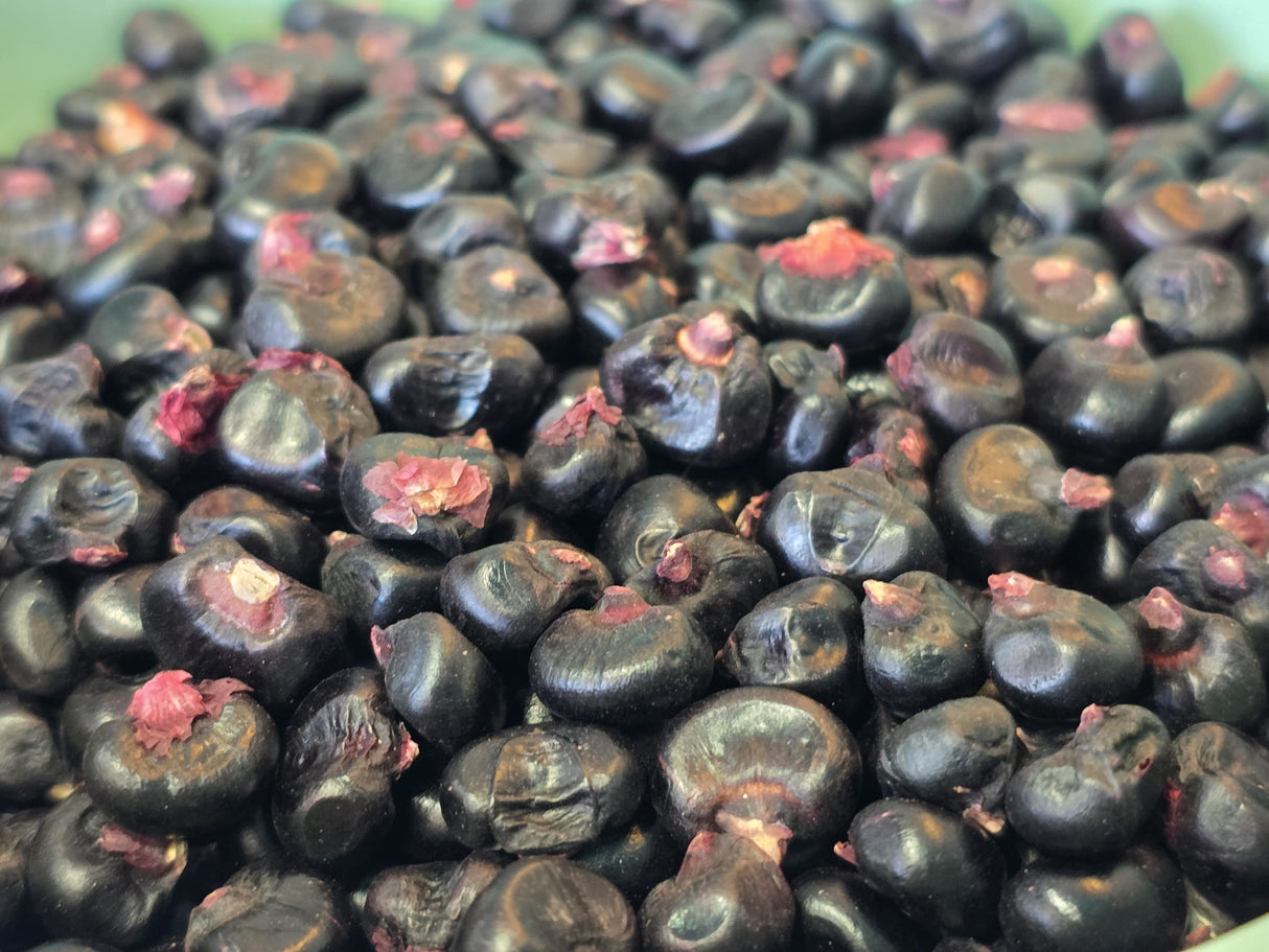 Corn Seeds - Flour - Montana Morado Maize