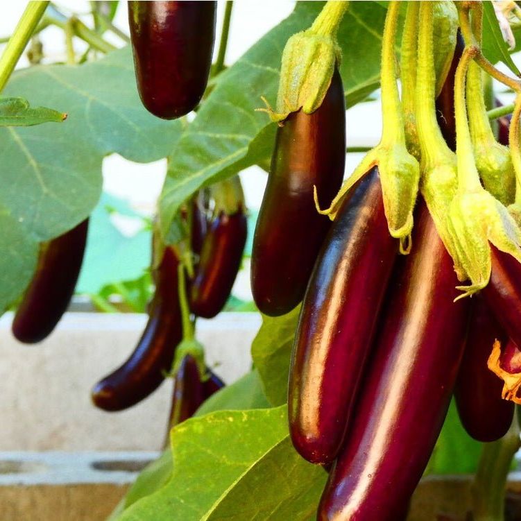 Eggplant Seeds - Little Finger - Alliance of Native Seedkeepers -