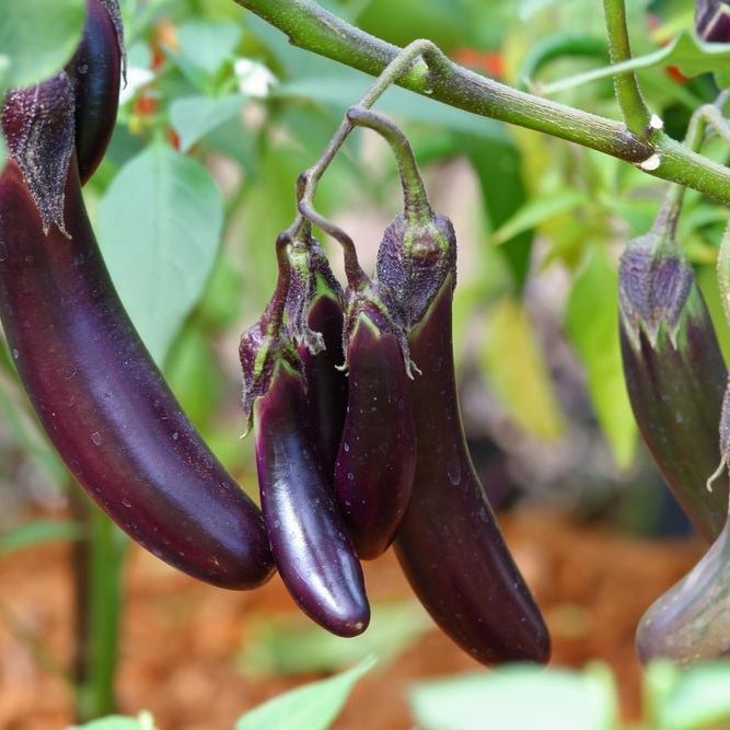 Eggplant Seeds - Long Purple - Alliance of Native Seedkeepers -