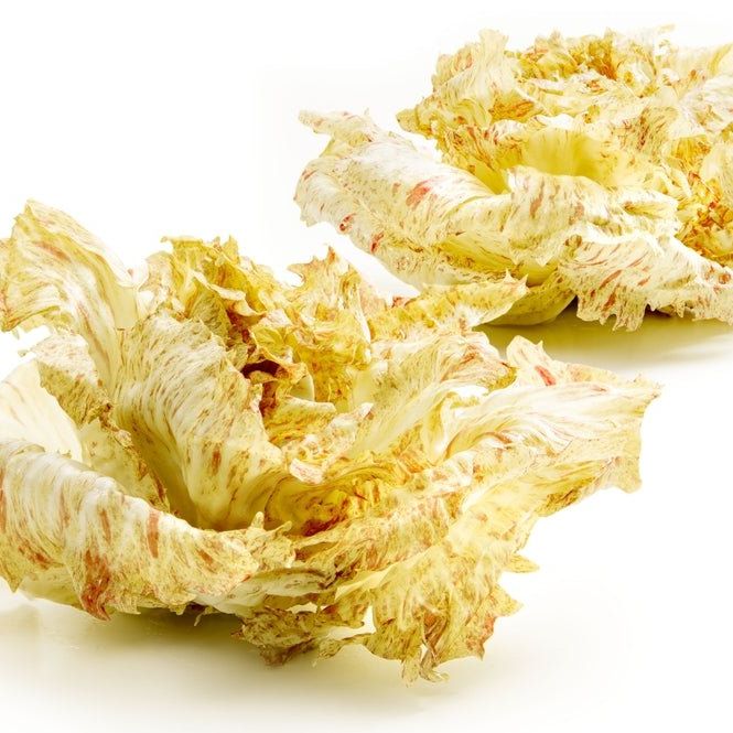 Endive Seeds - Castelfranco - Alliance of Native Seedkeepers -
