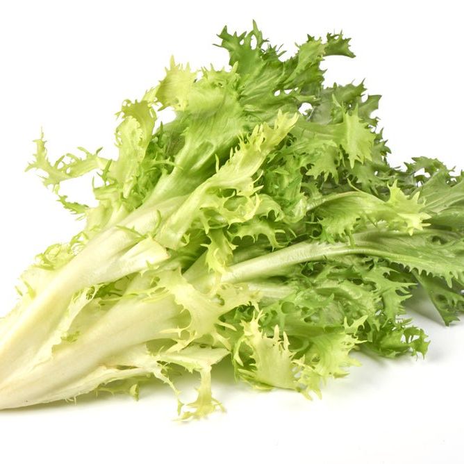 Endive Seeds - Frisee - Alliance of Native Seedkeepers -