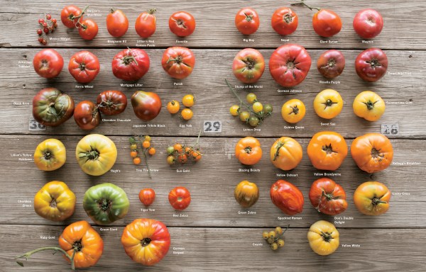 Epic Tomatoes by Craig LeHoullier — publisher interior preview reference; used copy sold