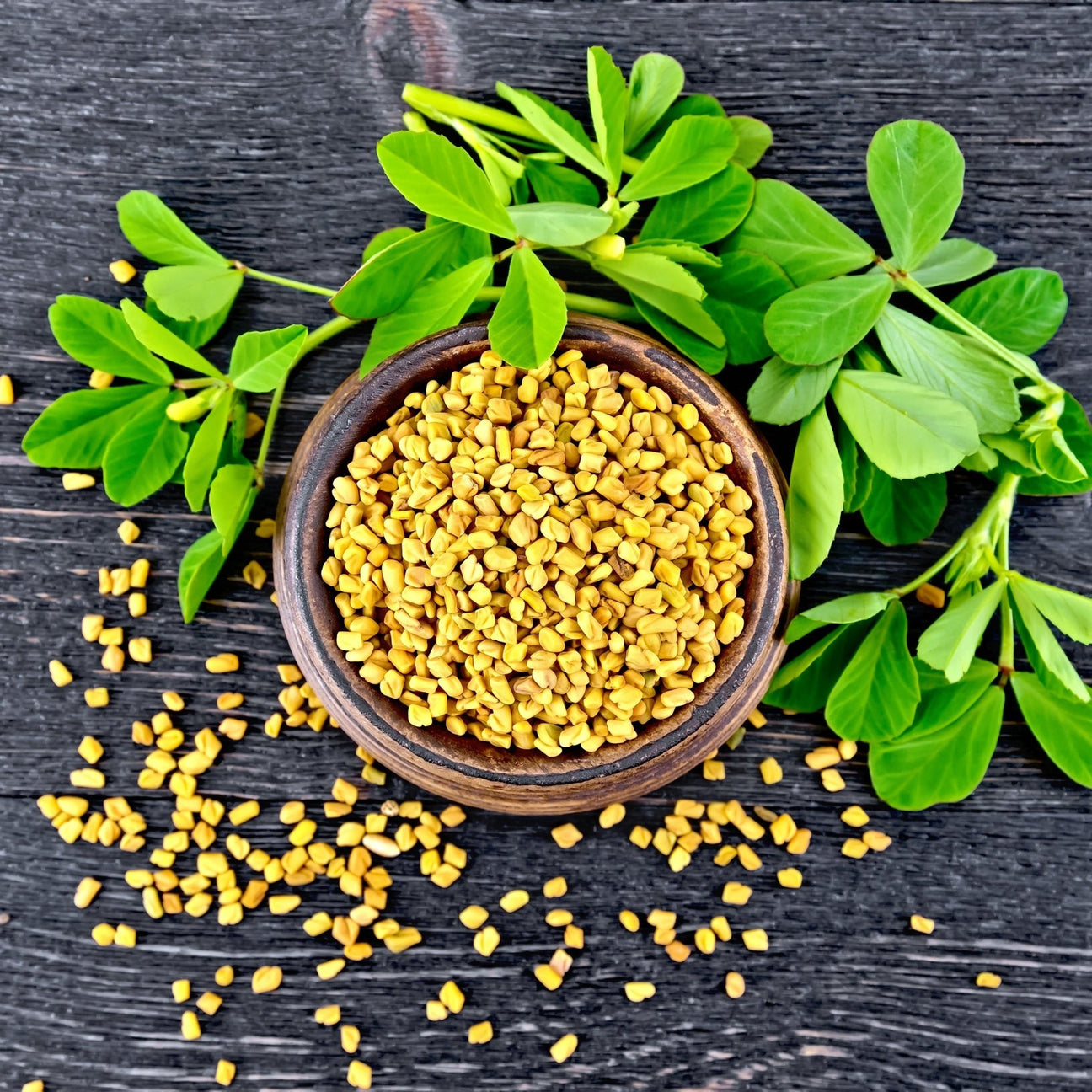 Fenugreek Seeds - Alliance of Native Seedkeepers - Herb Seeds